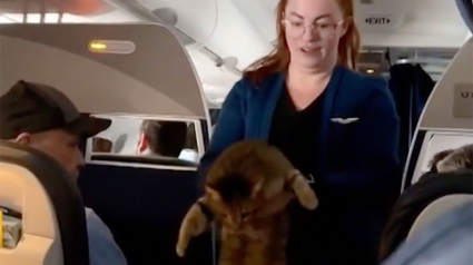 Illustration : Un chat provoque du remue-ménage à bord d'un avion après s'être échappé de sa caisse de transport (vidéo)