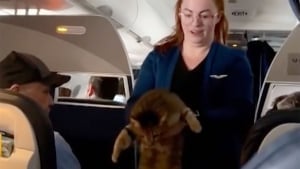 Illustration : Un chat provoque du remue-ménage à bord d'un avion après s'être échappé de sa caisse de transport (vidéo)