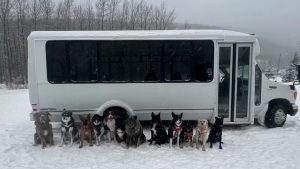 Illustration : Chaque jour, un couple emmène les chiens du village en balade à bord de son bus (vidéo)