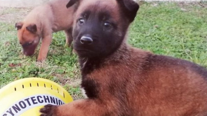 Illustration : Les pompiers gardois demandent l'aide du public pour trouver un nom à leur nouveau chien