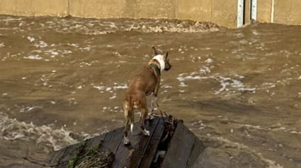 Illustration : 2 chiens tombés dans une rivière déchaînée déclenchent l'intervention héroïque des pompiers