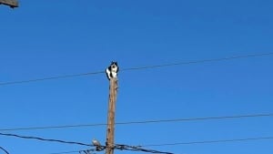 Illustration : Un chat se retrouve pris au piège en haut d’un poteau électrique, les secours interviennent