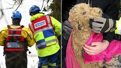 Illustration : Opération de secours de plusieurs heures pour un chien tombé d'une falaise et piégé par la boue