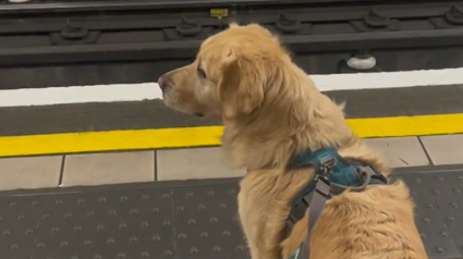 Illustration : Ce Golden Retriever adore voyager à bord du métro, pour le plus grand bonheur des usagers (vidéo)