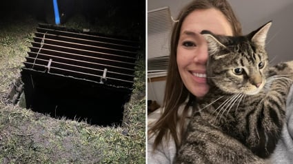 Illustration : Son chat coincé dans un égout sous une autoroute, une femme décide d’y descendre elle-même pour le secourir