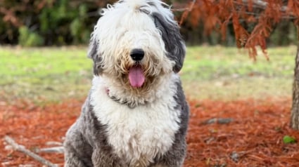 Illustration : 20 photos au poil de Bobtails, chiens à la fourrure généreuse et ayant le sens de la famille