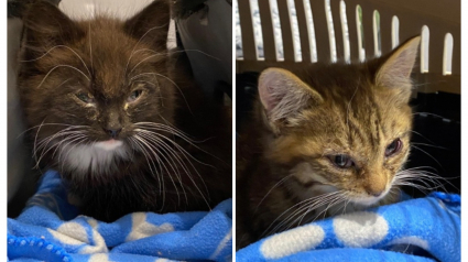 Illustration : Retrouvés sur des terres agricoles, 2 chatons mal en point se battent pour aller de l'avant aux côtés de leur ange gardien