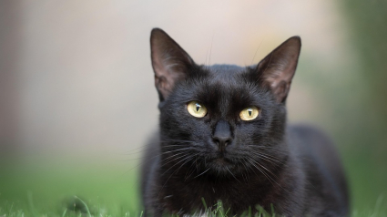 Illustration : Les policiers enquêtent sur le cas de Milo, un chat retrouvé transpercé d'une flèche