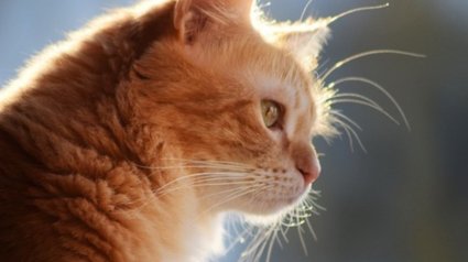 Illustration : Un chat bloqué dans le clocher d'une église depuis 2 semaines inquiète les habitants qui appellent les pompiers