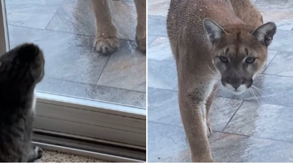 Illustration : Un chat sénior défie un puma qui s’est introduit dans son jardin (vidéo)