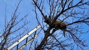 Illustration : Un chien se retrouve coincé en haut d’un arbre après avoir pourchassé un écureuil