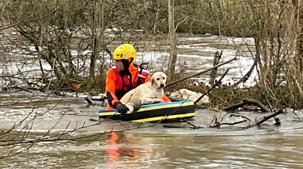 Illustration : Un chien aperçu en grande difficulté dans un fleuve en crue, des témoins appellent les secours