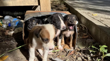 Illustration : 5 chiots sont abandonnés dans une boîte en carton aux portes d’un refuge (vidéo)