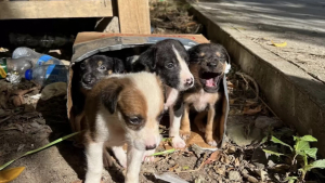 Illustration : 5 chiots sont abandonnés dans une boîte en carton aux portes d’un refuge (vidéo)