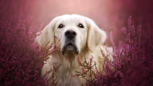 Illustration : 20 nouvelles photos sublimes de la joyeuse meute de chiens voyageurs d'Alicja Zmyslowska