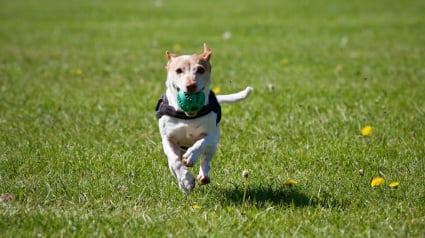 Illustration : Quel est le chien préféré des Français ? La Centrale Canine dévoile son nouveau top 20