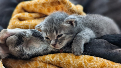 Illustration : Un chaton sorti de la rue conquiert le cœur d'une chienne qui n'aimait pas les chats et découvre le bonheur (vidéo)