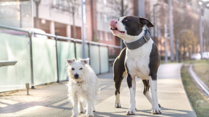 Illustration : Le nouveau « Rendez-vous de l’Animal en Ville » propose de nouvelles solutions pour une cohabitation harmonieuse entre animaux et citadins