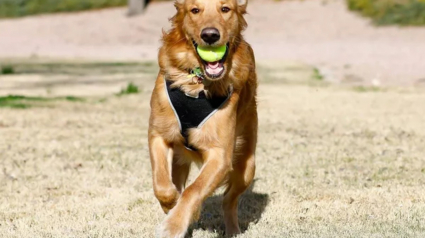 Illustration : "Mon royaume pour une balle de tennis" : 20 photos adorables de chiens obsédés par leur petite sphère jaune