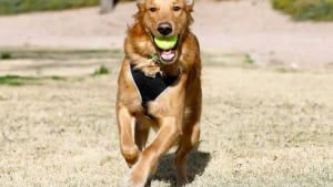 Illustration : "Mon royaume pour une balle de tennis" : 20 photos adorables de chiens obsédés par leur petite sphère jaune