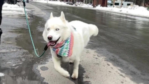 Illustration : L'histoire et la joyeuse démarche de ce chien atteint d'un trouble cérébral en font une source d'inspiration (vidéo)