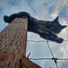 Illustration : 20 photos prouvant que défier les lois de la gravité est un véritable mode de vie pour les chats