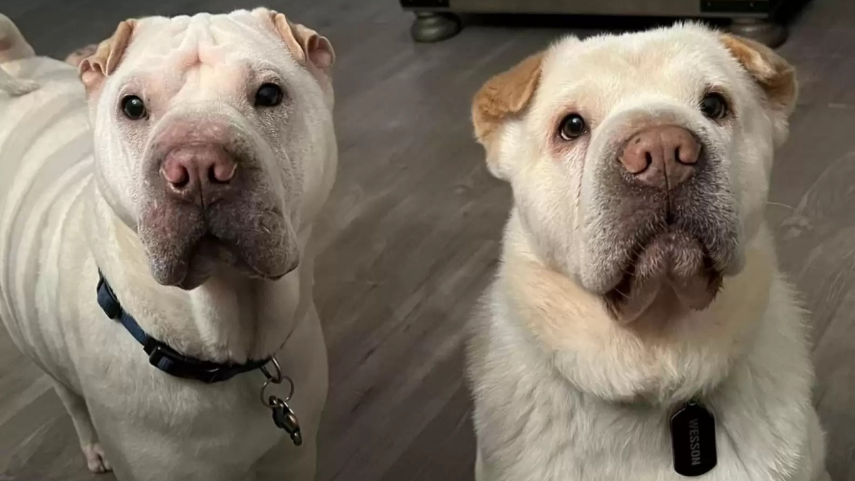 Un couple adopte un chien qui ressemble étrangement à leur autre toutou. Un test  ADN va les laisser sans voix