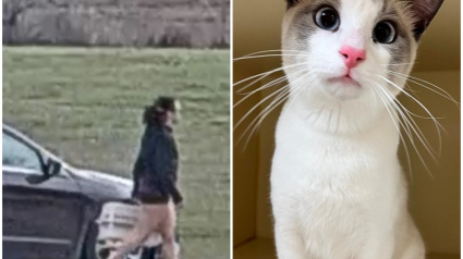 Illustration : Une femme est filmée par une caméra de surveillance en train d'abandonner son chat dans une poubelle