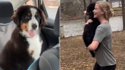 Illustration : Elle prétend sortir faire les courses et fait la surprise à son mari en rentrant avec un chiot, sa réaction est magnifique (vidéo)