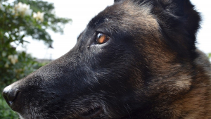 Illustration : Maltraité et retrouvé pendu à un balcon, un Malinois entame une carrière prometteuse dans les forces de l'ordre