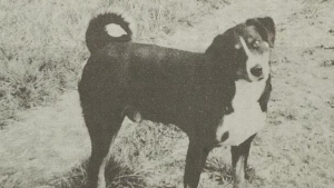 Illustration : Le récit héroïque de Bläsz, un chien méconnu ayant sauvé des dizaines de vaches lors d'inondations en 1953