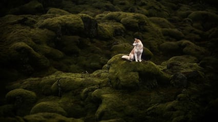 Illustration : 20 photos fascinantes de chiens prises dans des décors naturels islandais à couper le souffle