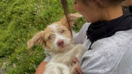 Illustration : Un couple de vacanciers croise une chienne blessée et errante sur l'autoroute. Il décide de stopper la voiture ! (vidéo)