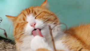 Illustration : 11 conseils de base pour prendre soin du beau pelage de votre chat