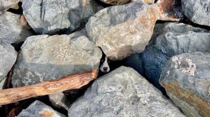 Illustration : Une chienne terrifiée et coincée sous des rochers attire l’attention d’un joggeur sur la plage