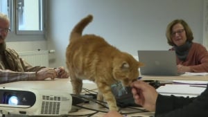 Illustration : Des chats autrefois errants trouvent refuge en tant que collaborateurs dans les bureaux d’une entreprise française