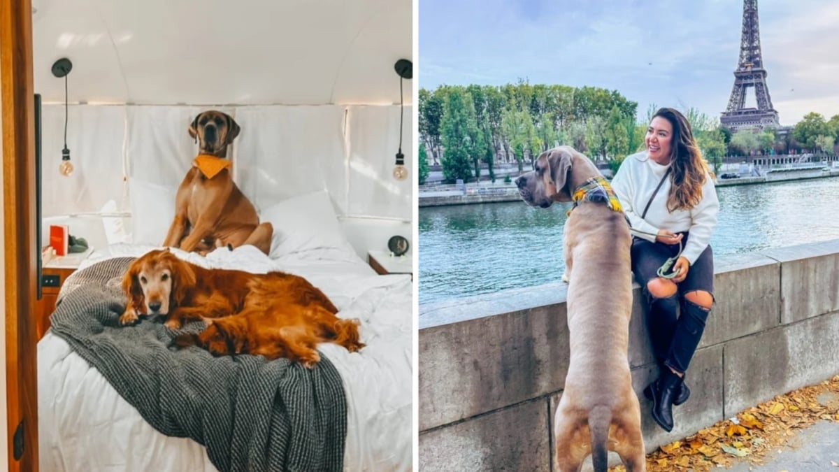 Illustration : "Un jeune couple s'offre un vol en jet privé à 10 000 € pour faire le tour du monde avec ses chiens (vidéo)"