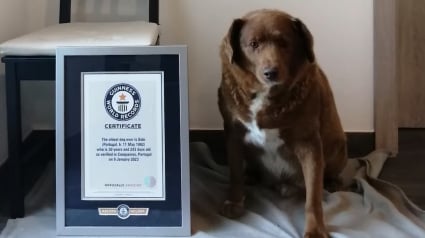 Illustration : Nouveau record du monde de longévité pour un chien : Bobi vient de battre un record vieux de 84 ans !