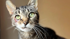 Illustration : Malade et couvert de blessures, un chat errant est remarqué par des bénévoles venus stériliser une colonie