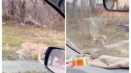 Illustration : À l’approche d’une tempête de neige, un chien errant en mauvaise posture tente par tous les moyens d’attirer l’attention (vidéo)