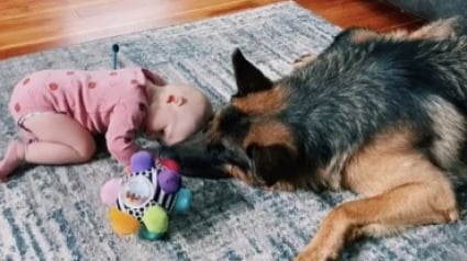 Illustration : Une scène pleine de tendresse entre un Berger Allemand et un bébé a fait fondre les internautes (vidéo)