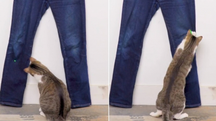 Illustration : Il transforme un jean classique en un pantalon "tendance" grâce à son chat (vidéo)