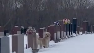 Illustration : Les agissements de ce chien lors d’une visite dans un cimetière ont surpris des milliers d’internautes (vidéo)