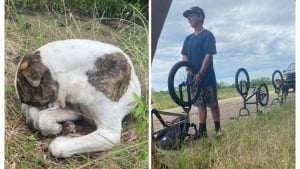 Illustration : 3 adolescents interrompent leur balade à vélo lorsqu'ils découvrent un chien inanimé sur le bord de la route