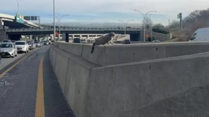 Illustration : Un homme effectue une intervention risquée en voyant un chat bloqué au milieu d'une autoroute bondée