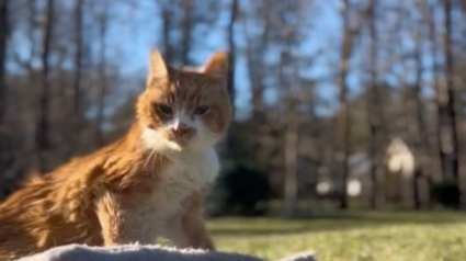 Illustration : Une femme offre le plus beau des adieux à son chat, qui vit ses dernières heures à ses côtés (vidéo)