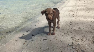 Illustration : Abandonnée sur la plage, une chienne à bout de forces peine à faire confiance à ses bienfaiteurs (vidéo)