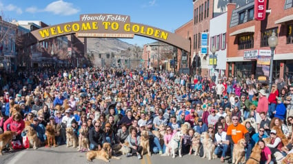 Illustration : Plus de 2000 Golden Retrievers se sont donné rendez-vous lors d’une journée nationale en leur honneur (vidéo)