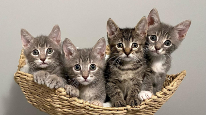 Illustration : 4 chatons orphelins et découverts dans la rue trouvent du réconfort auprès d’une femme aimante (vidéo)