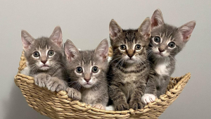 Illustration : "4 chatons orphelins et découverts dans la rue trouvent du réconfort auprès d’une femme aimante (vidéo)"